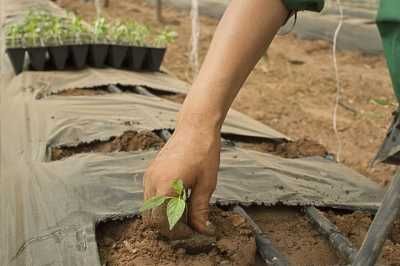 New InnProBio factsheet on LCC and LCA of bio-based products