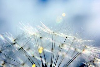New INNOVATION SEEDS Portal Launched